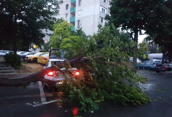 Zeci de intervenții pentru degajarea copacilor și crengilor căzute din cauza vântului puternic