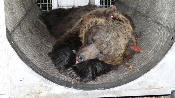 Ursoaica Gaia, care a ucis un tânăr în Italia, ar putea fi transferată în România