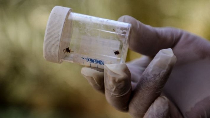 Un virus mortal se răspândește mai ușor prin Europa din cauza schimbărilor climatice