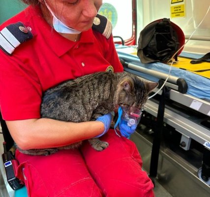 Mai multe animale salvate dintr-o casă care a luat foc, în Valu lui Traian