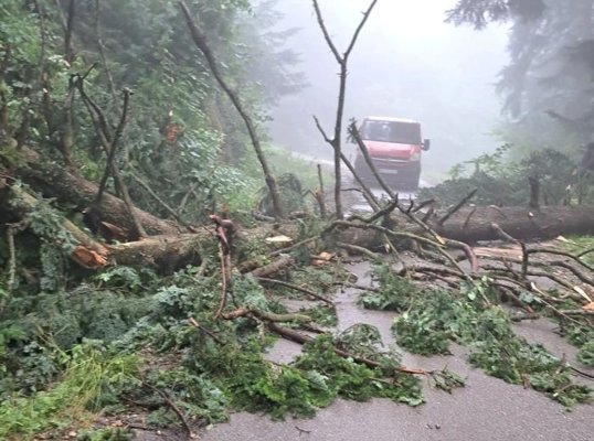 O femeie a murit pe Transalpina după ce un copac a căzut peste mașina în care circula