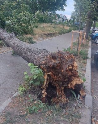 Copac doborât de vânt, pe strada Mihai Eminescu