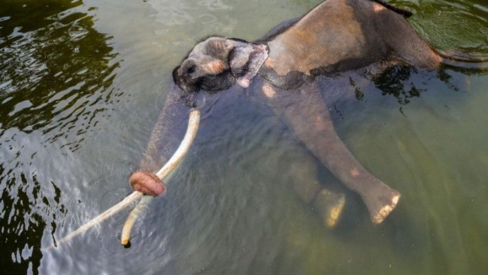 Thailanda a cerut înapoi elefantul dat cadou Sri Lankăi în 2001