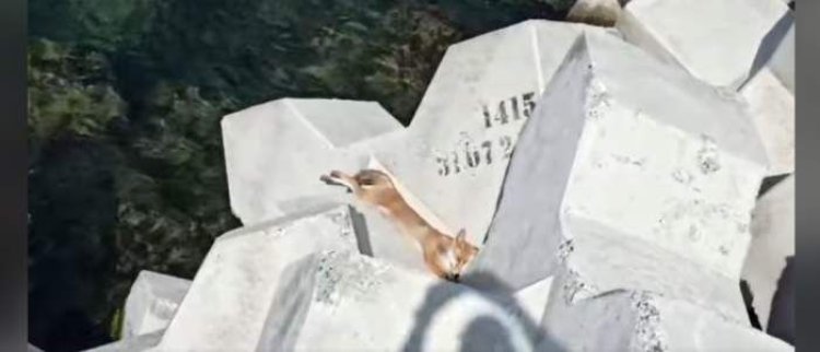 O vulpe, surprinsă de turiști pe plaja din Eforie Nord. Video
