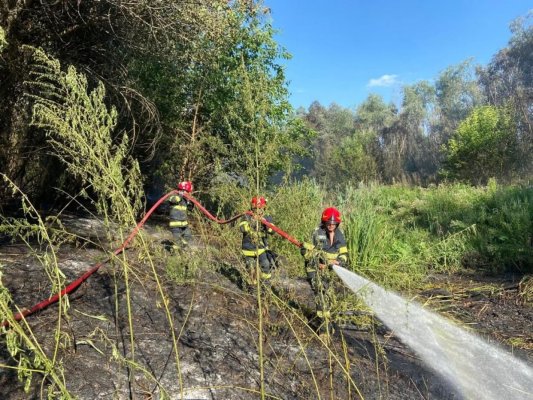Incendiu de vegetație uscată, în județul Tulcea. Video