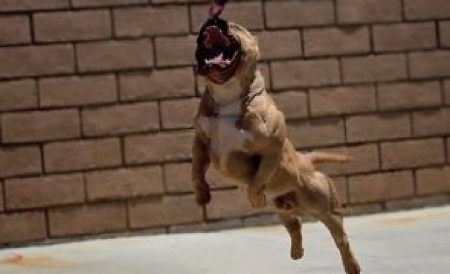 Bărbat ucis de un câine Amstaff: animalul a mușcat și o adolescentă de 14 ani