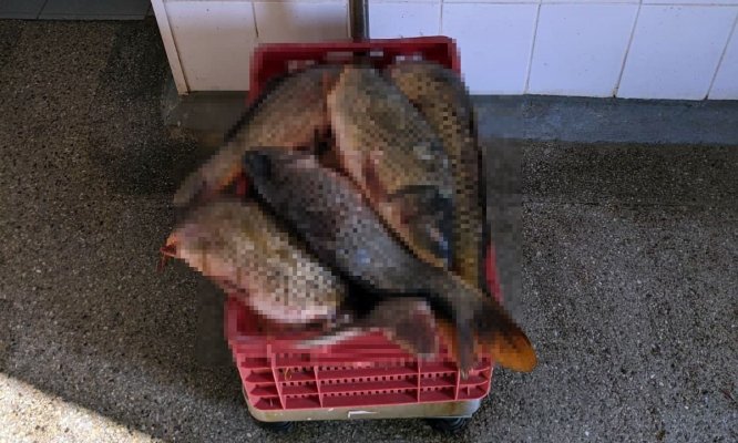 Doi bărbați, prinși în timp ce vindeau pește în parcare