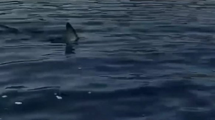 Rechin zărit într-o stațiune frecventată de români. Video