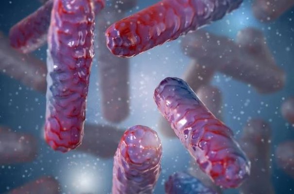 Gammaproteobacteria, inamicul secret care trăiește în corpul uman