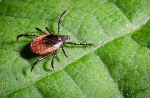 Virusul Powassan, „vărul mai mortal al bolii Lyme”: se transmite în doar 15 minute de la mușcătură