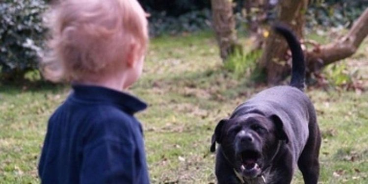 Un copil de 7 ani, din Arsa, a ajuns la spital, după ce a fost muşcat de câinele familiei