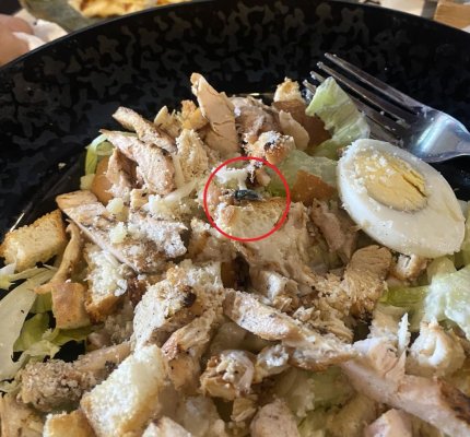 Salată cu pui și muște, specialitatea casei la o terasă din Costinești. Video