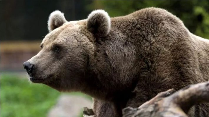 Turist atacat de un urs căruia voia să-i de de mâncare, pe Transfăgărășan