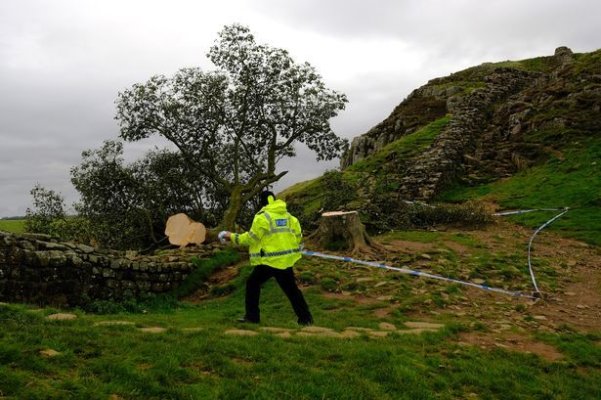 Un adolescent britanic, arestat pentru doborârea unui copac legendar de lângă Zidul lui Hadrian