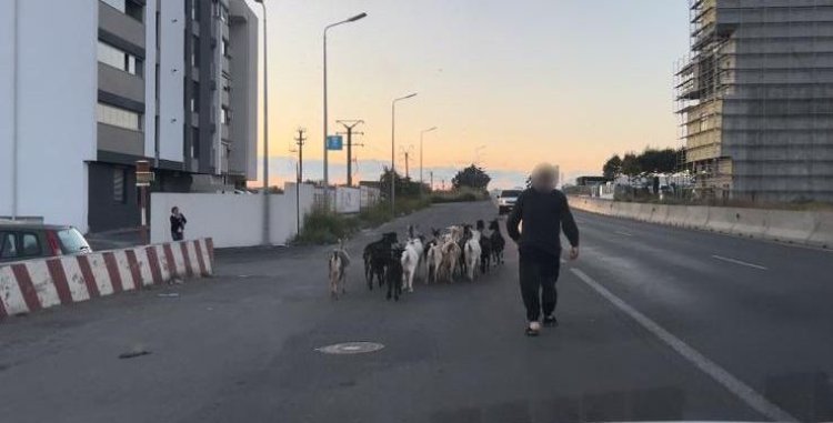 Bărbat amendat de polițiștii locali, după ce a lăsat caprele să se plimbe prin oraș