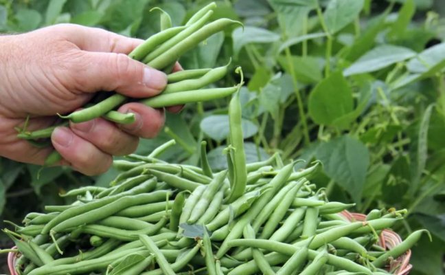 Leguma care conține o sursă importantă de fibre alimentare. Ce alte beneficii are