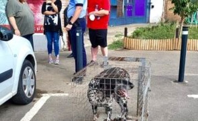 Doi oameni au fost atacați de un câine, pe stradă