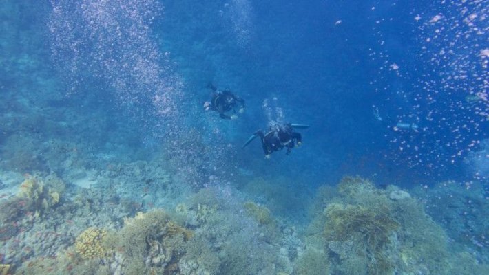 Un nou virus a fost descoperit în Oceanul Pacific