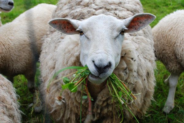 Ένα κοπάδι πρόβατα έφαγε 300 κιλά κάνναβης σε φάρμα στην Ελλάδα