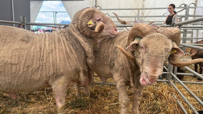Algeria este interesată să importe din România până la 300.000 de ovine