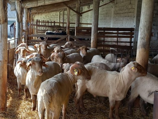 Fermierii în pragul disperării după valul de scumpiri. Cea mai dificilă perioadă din ultimii ani