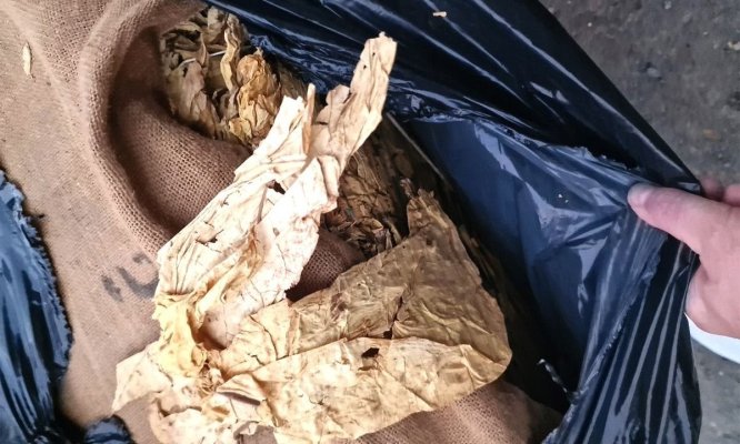Patru tone de tutun vrac, ascunse după cutii cu ardei capia, descoperite de polițiștii de frontieră