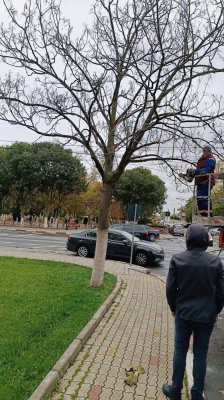 Se curăță și se toaletează copacii din Năvodari