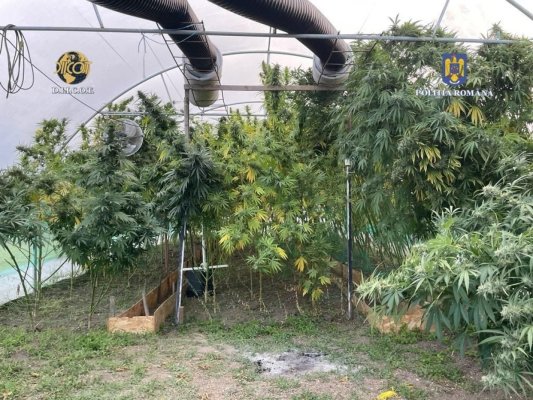 Cultură de canabis indoor, depistată de polițiști