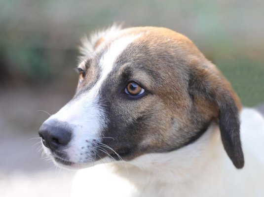 Peste 200 de căței au fost adoptați de la începutul anului