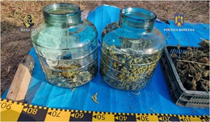 Minor pus să vândă droguri de către o rudă care cultiva canabis într-o seră