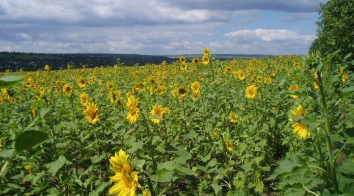 AFIR primeşte solicitări de finanţare pentru decontarea primelor de asigurare a culturilor, animalelor şi plantelor