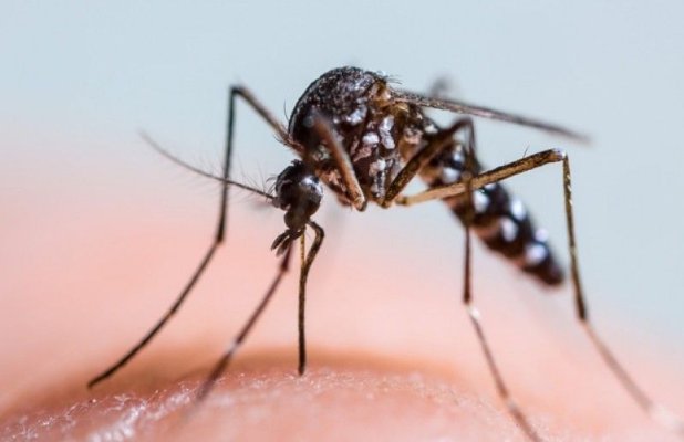 82 de cazuri de infecție cu West Nile în România 