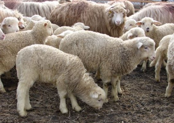 Conducerea ANSVSA negociază în Iordania condiţiile pentru exportul de ovine