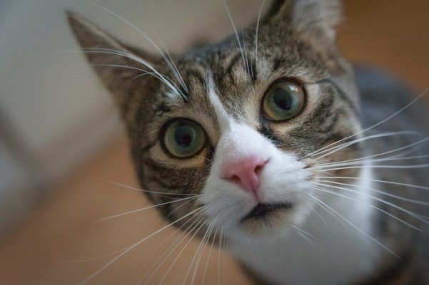 Cruzime rară: Polițiștii au reținut un bărbat care a împușcat o pisică
