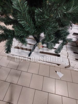 Cât mai costă bradul de Crăciun!