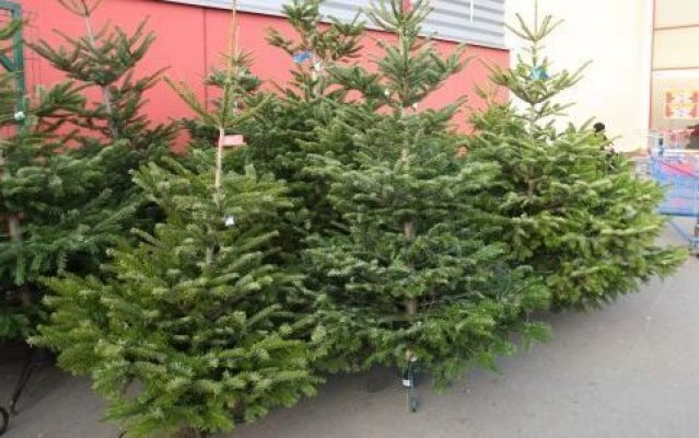 Romsilva scoate la vânzare peste 20 de mii de pomi de Crăciun 