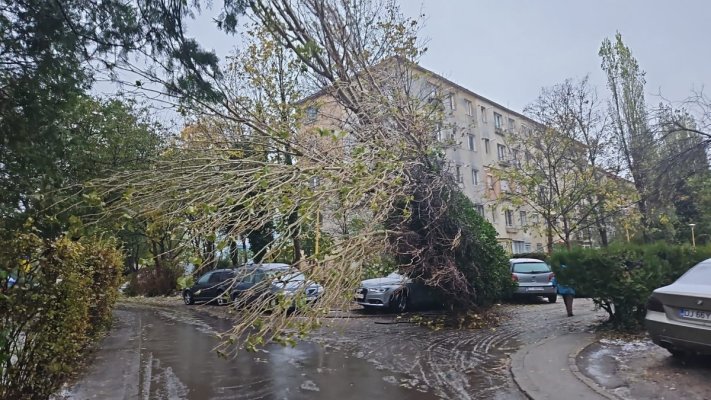 Vântul a făcut prăpăd în Constanța: mai mulți copaci s-au prăbușit
