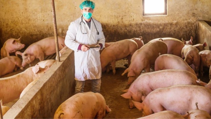 Porcii crescuți în gospodărie nu mai pot fi vânduți
