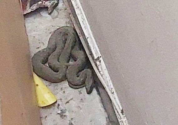 Șocant! O familie din Constanța s-a trezit cu un șarpe în apartament!