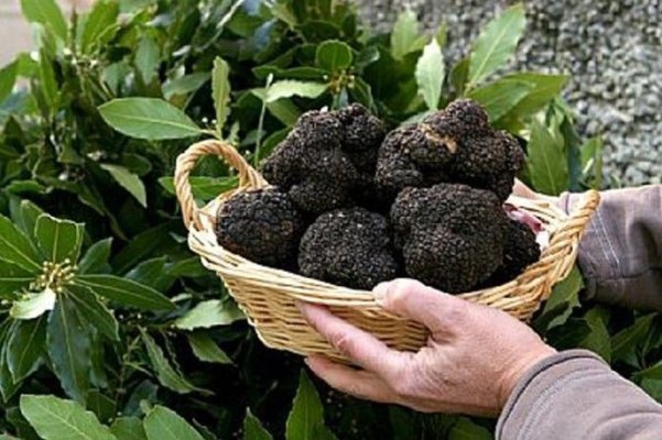 Secretul trufelor: miracolul de Crăciun care ne îndulcește inima