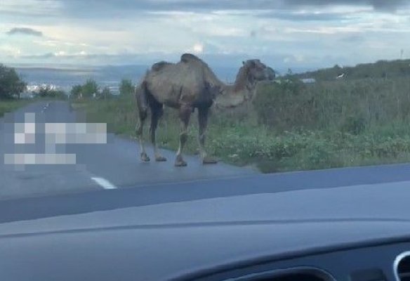Apariție șoc în Cluj! O cămilă se plimba liberă pe șosea. Video