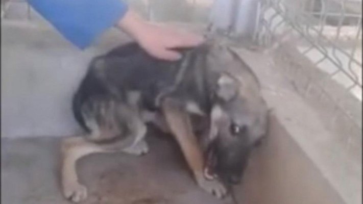 Scene șocante! Un tânăr a dat cu câinele său de pământ până l-a ucis