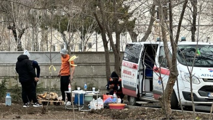 Porci descărcați din ambulanță și sacrificați în parc