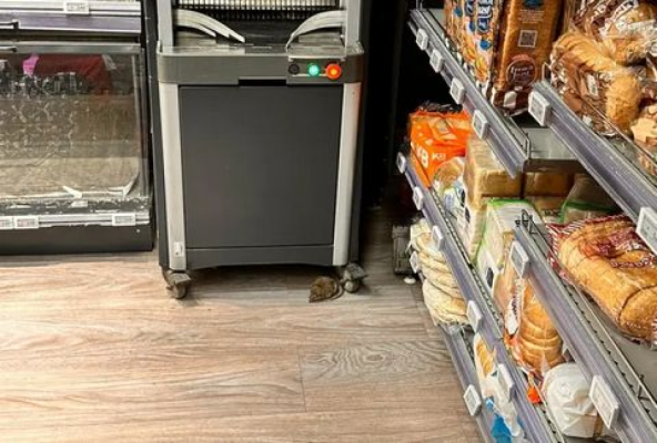 Un şobolan a fost surprins la “cumpărături” la Mega Image 