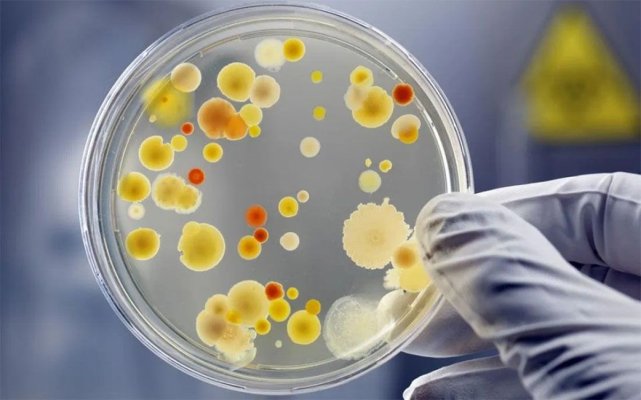 Descoperire cutremurătoare: O nouă specie de bacterie, găsită în inima unui cioban