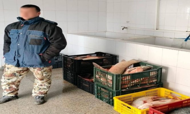 Sute de kilograme de pește, fără documente, descoperite de polițiștii de frontieră tulceni, în portbagajul unui autoturism