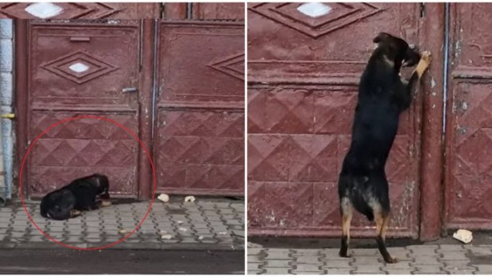 Un bărbat a fost amendat cu 15.000 de lei pentru că și-a ținut câinele, cu orele, la poartă