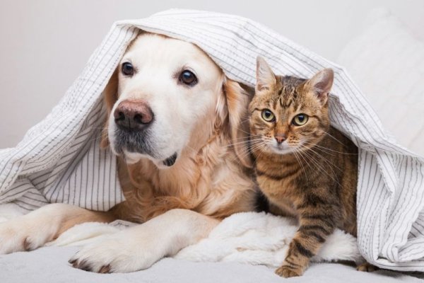 Animalele de companie pot avea un rol direct în starea noastră de bine. Impactul asupra dezvoltării personale
