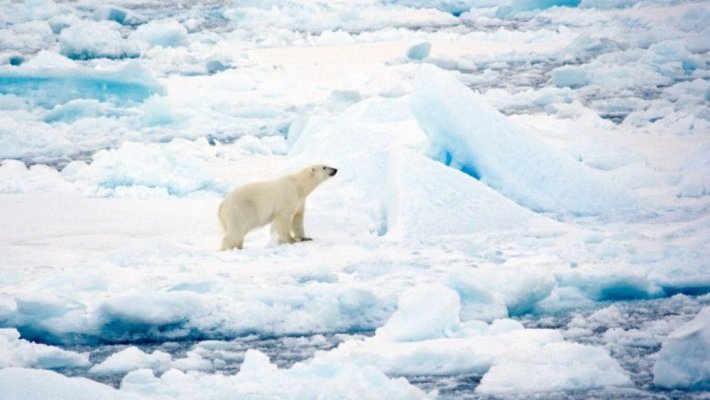 Virusul H5N1 se răspândește pe tot globul.  Un urs polar a murit din cauza gripei aviare