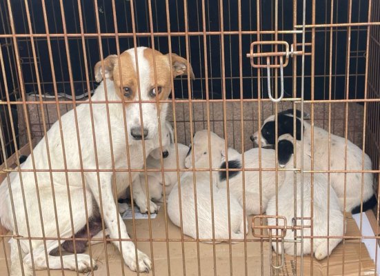 9 căței au fost adoptați în cadrul campaniei „Adoptă un cățel ...